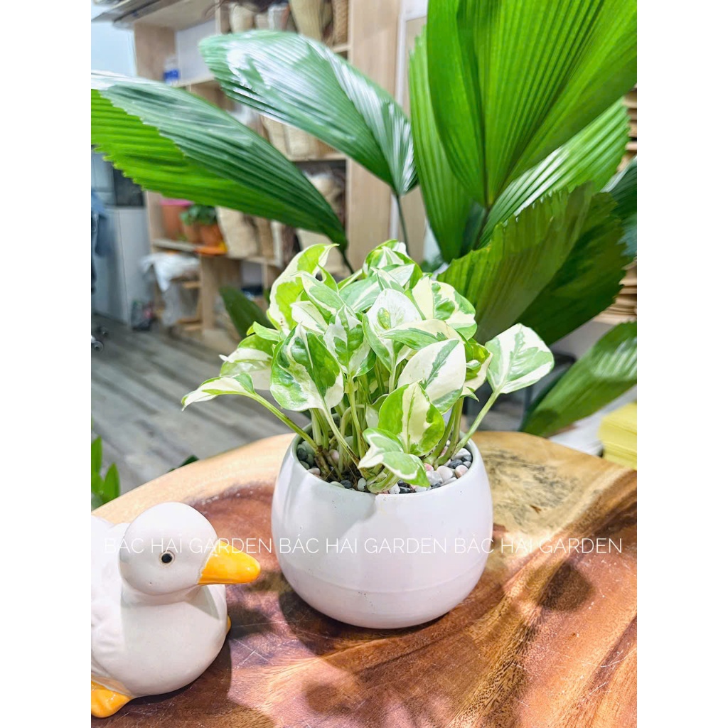 Trầu bà sữa để bàn chậu men sứ trắng- Chậu cây nội ngoại thất trang trí văn phòng, nhà ở Bác Hai Garden