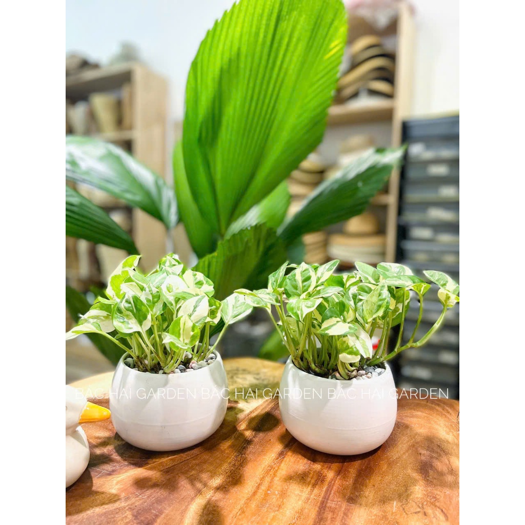Trầu bà sữa để bàn chậu men sứ trắng- Chậu cây nội ngoại thất trang trí văn phòng, nhà ở Bác Hai Garden