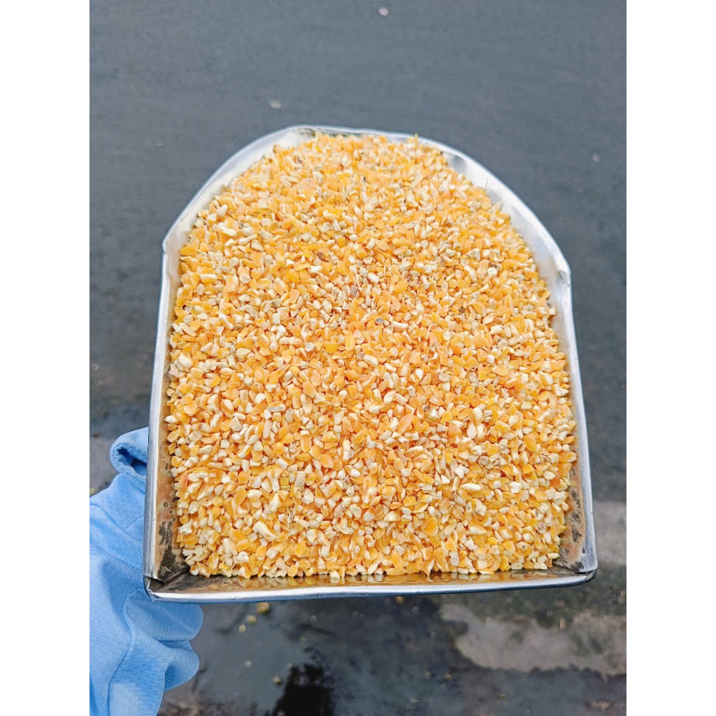 5kg Bắp/ Ngô bể loại 1 làm thức ăn cho gà đá, vịt, chim cu gáy, chuột hamster, gia cầm, vật nuôi