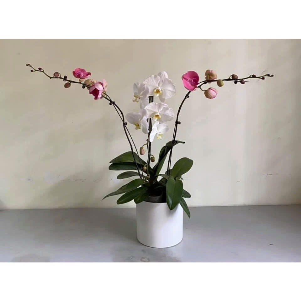 (chậu có lỗ + chậu không lỗ ) Chậu tròn trụ giả sứ đk 28cm cao 24cm giống sứ 99%