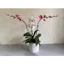 Chậu tròn trụ giả sứ đk 28cm cao 24cm giống sứ 99%