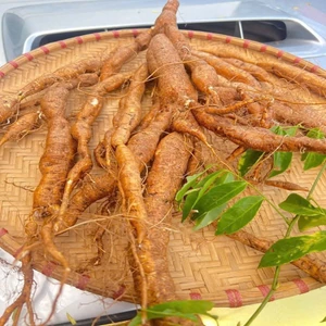 CỦ SÂM NAM NÚI DÀNH (SÂM TIẾN VUA) TƯƠI/KHÔ 8 NĂM TUỔI HỮU CƠ, TỐT CHO SƯC KHỎE, BIẾU, TẶNG, LÀM QUÀ - NÔNG SẢN SẠCH