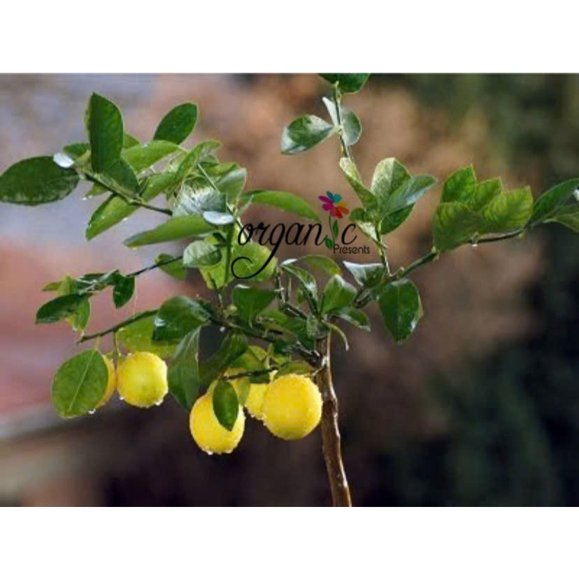 TINH DẦU LÁ CHANH (LEMON LEAF)