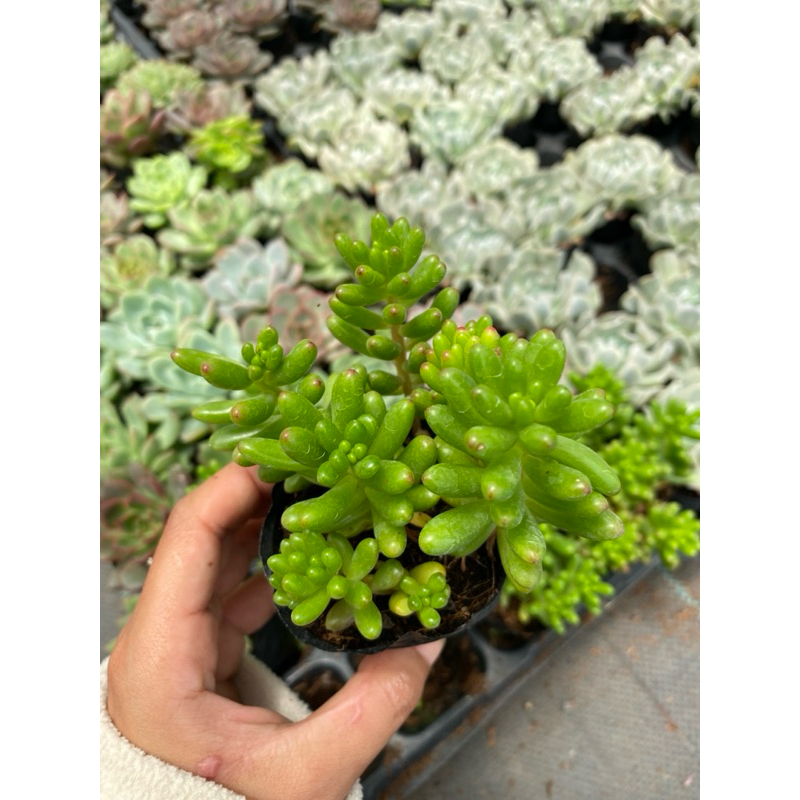 Sen đá ngọc thạch size bầu 5-7 cm, lỗi 1 đổi 1
