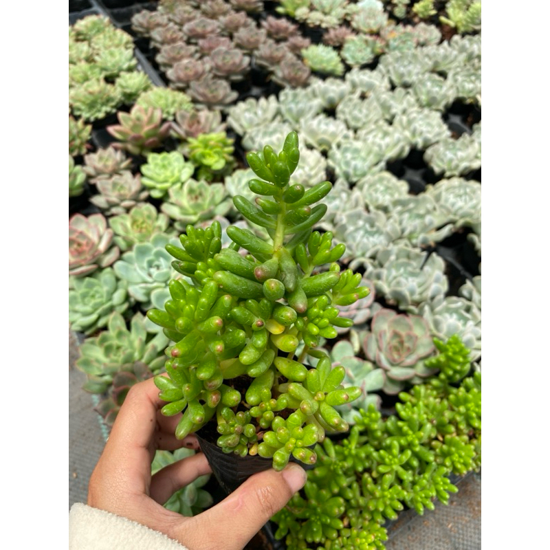 Sen đá ngọc thạch size bầu 5-7 cm, lỗi 1 đổi 1