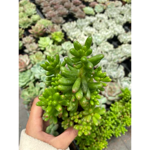 Sen đá ngọc thạch size bầu 5-7 cm, lỗi 1 đổi 1