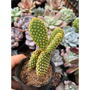 Xương rồng tai thỏ - LINHDAN GARDEN ,lỗi 1 đổi 1!