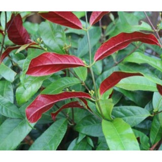 Cây Liễu Hai Da- Cây phong thủy - Cây dược liệu
