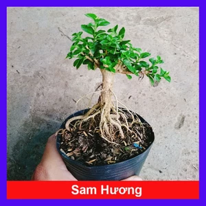 Cây Sam Hương - chậu cây cảnh mini bonsai để bàn
