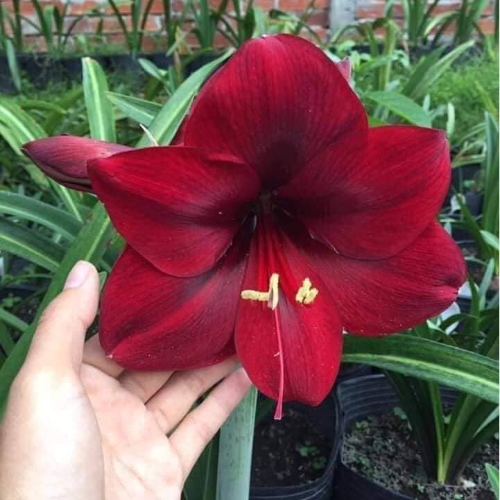 Củ giống hoa huệ GÁO hoa đỏ - 1 củ - củ to hoa chuẩn màu - Seeds2 ...