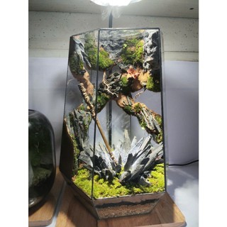 Terrarium " Kim Cô Phá Vạn Thạch " Quà tặng ý nghĩa, decor phòng, trang trí bàn làm việc