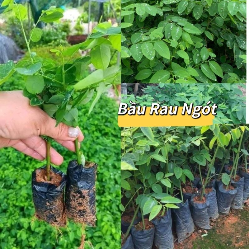 ComBo 5 Bầu Cây Rau Ngót Bầu Rễ Ổn Định Rất Dễ Trồng | Shopee Việt Nam