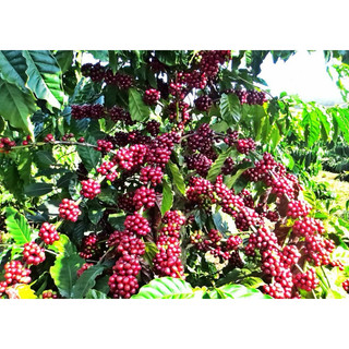 (1kg) NPK 15-9-20 Nga Con Cò Vàng, ĐẬU TRÁI, CHỐNG RỤNG TRÁI NON, NUÔI TRÁI, TO CỦ, CHẮC HẠT Cây Ăn Trái, Cây Lúa