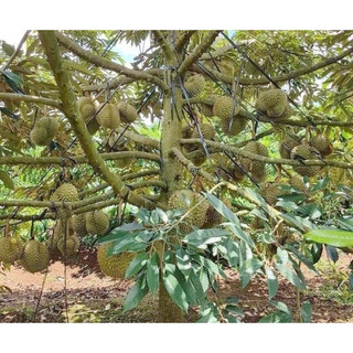 (1kg) NPK 15-9-20 Nga Con Cò Vàng, ĐẬU TRÁI, CHỐNG RỤNG TRÁI NON, NUÔI TRÁI, TO CỦ, CHẮC HẠT Cây Ăn Trái, Cây Lúa