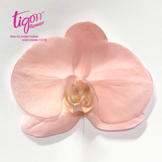 SƠN XỊT MÀU HOA TƯƠI - Khô nhanh, láng mịn, dùng được lâu, nhiều màu sắc (450g)