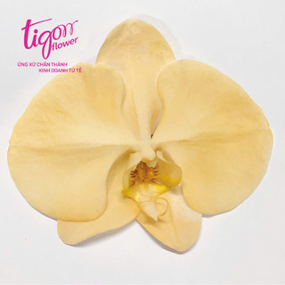 SƠN XỊT MÀU HOA TƯƠI - Khô nhanh, láng mịn, dùng được lâu, nhiều màu sắc (450g)