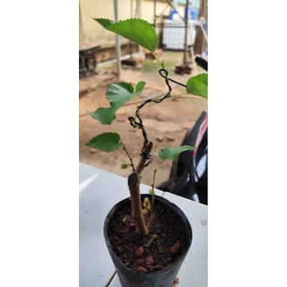 Cây Dâu Tằm Siêu Trái - Dâu Tằm Bonsai