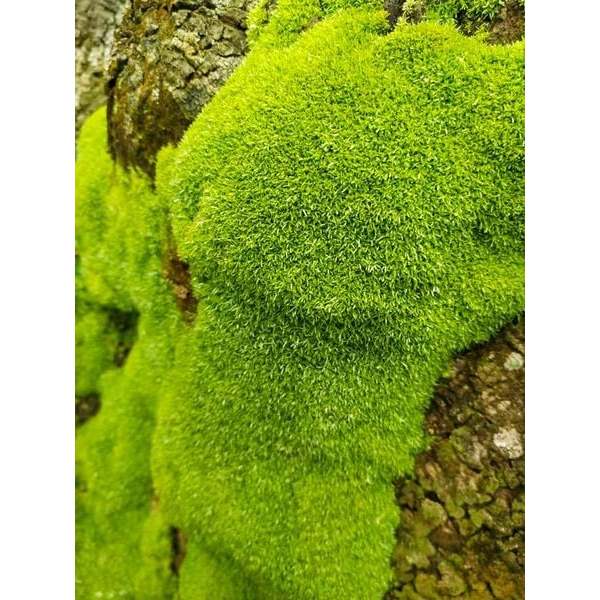 Rêu cỏ trang trí sân vườn, terrarium, tiểu cảnh bán cạn | Shopee Việt Nam