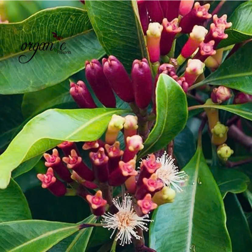 TINH DẦU NỤ ĐINH HƯƠNG (CLOVE BUDS)
