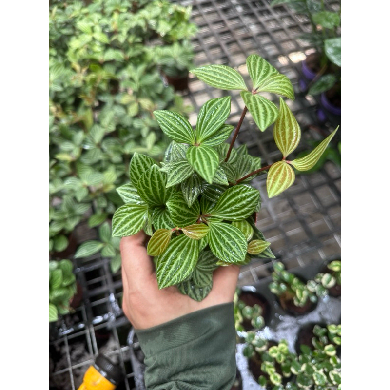 cây kim cương, cây bình an, cây hột xoàn, cây terrarium.
