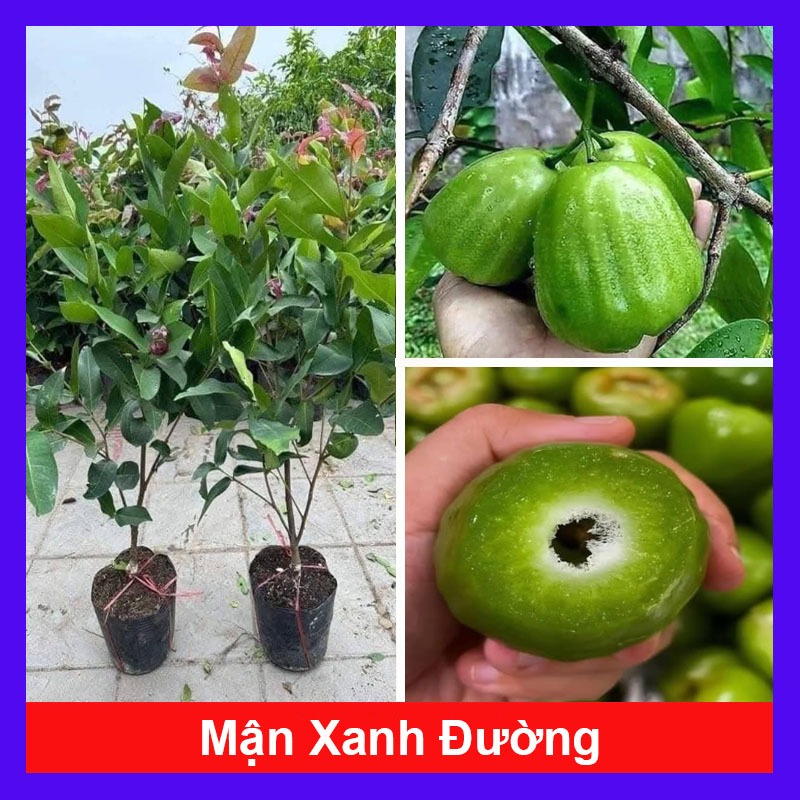 Cây mận xanh đường - cây ăn quả có thể trồng chậu cho trái ngon ngọt như đường