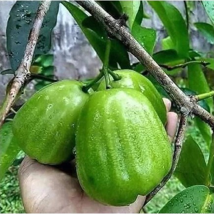 Cây mận xanh đường - cây ăn quả có thể trồng chậu cho trái ngon ngọt như đường
