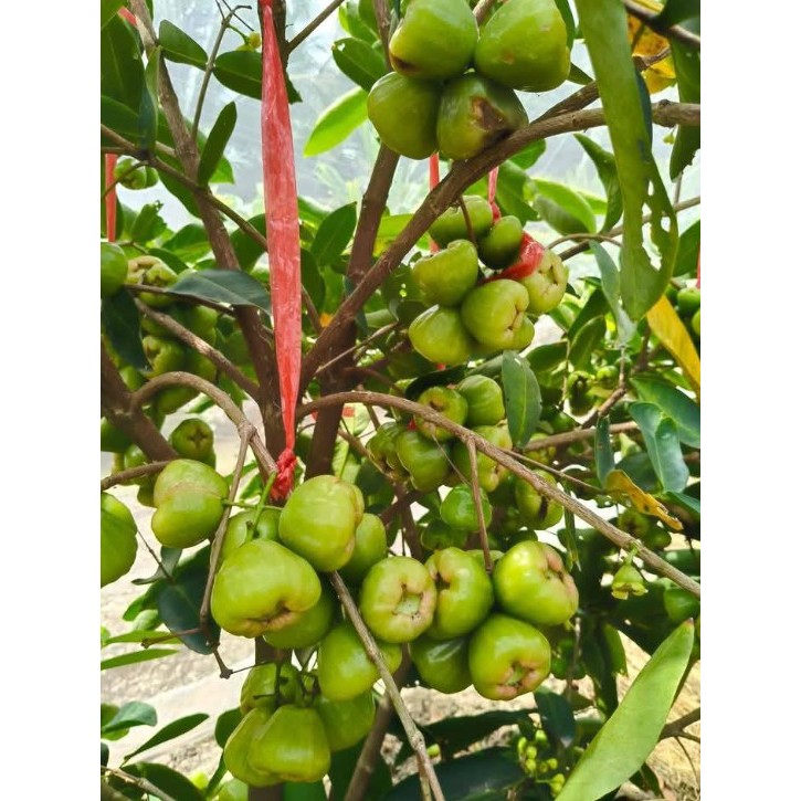 Cây mận xanh đường - cây ăn quả có thể trồng chậu cho trái ngon ngọt như đường