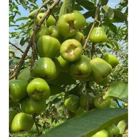 Cây mận xanh đường - cây ăn quả có thể trồng chậu cho trái ngon ngọt như đường
