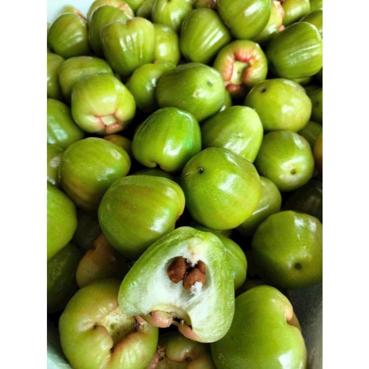 Cây mận xanh đường - cây ăn quả có thể trồng chậu cho trái ngon ngọt như đường