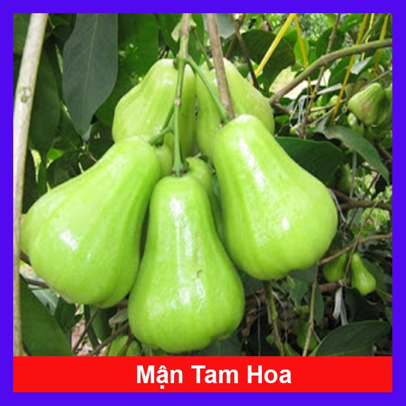 Cây Giống Mận Xanh Đường ( Mận Tam Hoa, Cây Roi Xanh ) Trái To năng suất cao - cây ăn quả