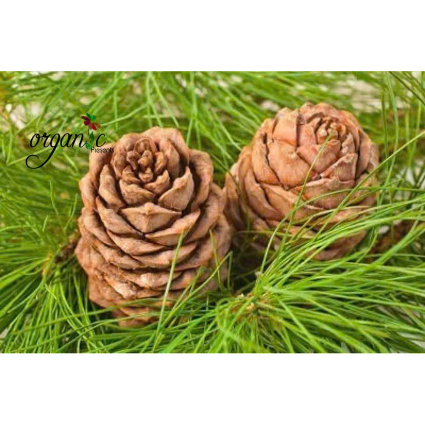 TINH DẦU HOÀNG ĐÀN / TUYẾT TÙNG (CEDARWOOD)