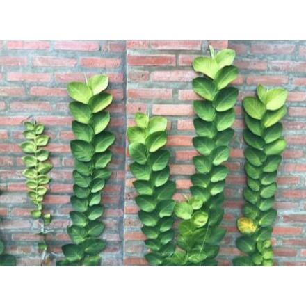 Cây tắc kè thái - chậu cây leo tường trang trí nhà cửa - cây cảnh sân vườn