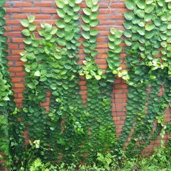 Cây tắc kè thái - chậu cây leo tường trang trí nhà cửa - cây cảnh sân vườn