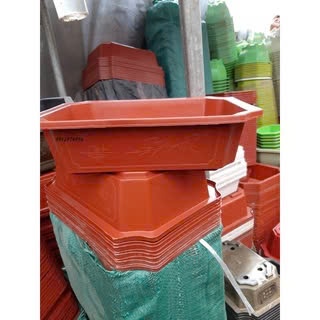 Ang nhựa trồng cây Bosai đủ kích thước, hàng đẹp và ảnh thật