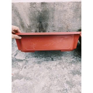 Ang nhựa trồng cây Bosai đủ kích thước, hàng đẹp và ảnh thật