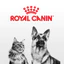 Thức ăn hạt Pate Royal Canin Urinary Canine S/O Hỗ trợ sỏi thận cho chó