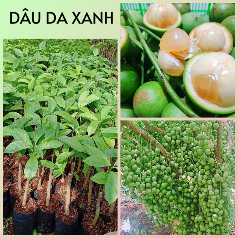 Dâu Xanh Gia Bảo giống - Dâu da xanh | Shopee Việt Nam