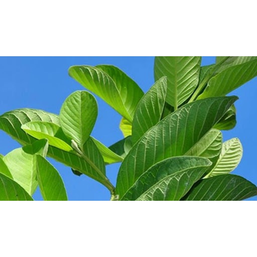Lá ổi khô thương hạng JINDO 1kg hỗ trợ sức khỏe