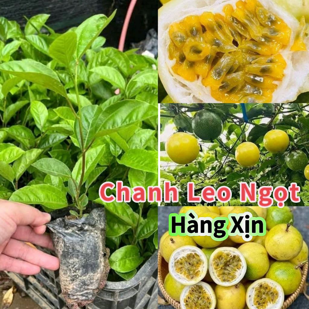 Bầu Giống Cây Chanh Leo Vàng Ngọt Hương Ổi♥️ Hàng Chuẩn💯 Chất Lượng Cao