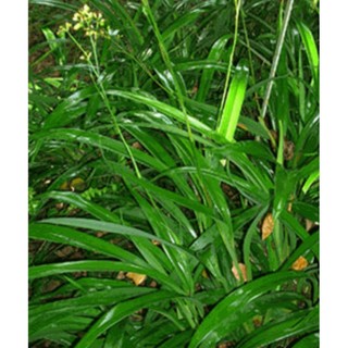 Cây hương bài