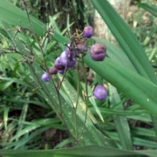 Cây hương bài