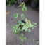 Cây Cẩm Thạch - Cây cảnh mini