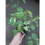 Cây Cẩm Thạch - Cây cảnh mini