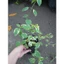 Cây Cẩm Thạch - Cây cảnh mini