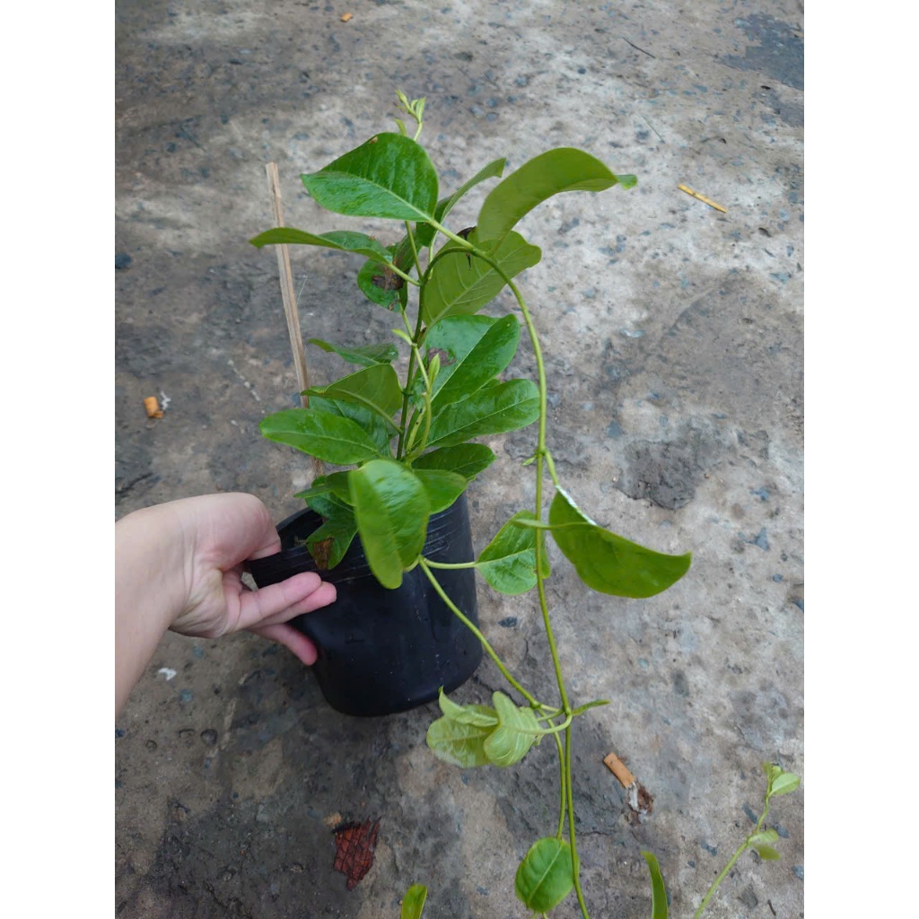 Cây Huỳnh Đệ (Thân leo) - Cây cảnh sân vườn