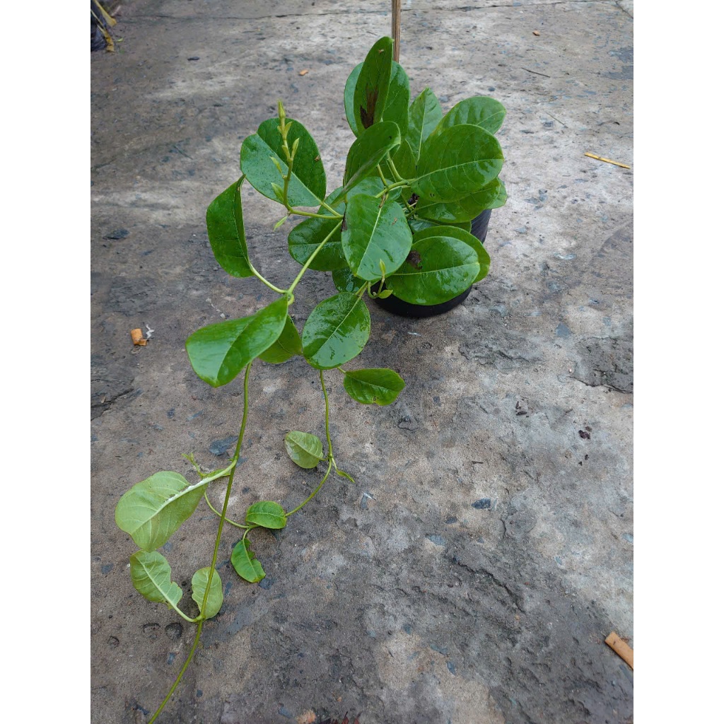 Cây Huỳnh Đệ (Thân leo) - Cây cảnh sân vườn