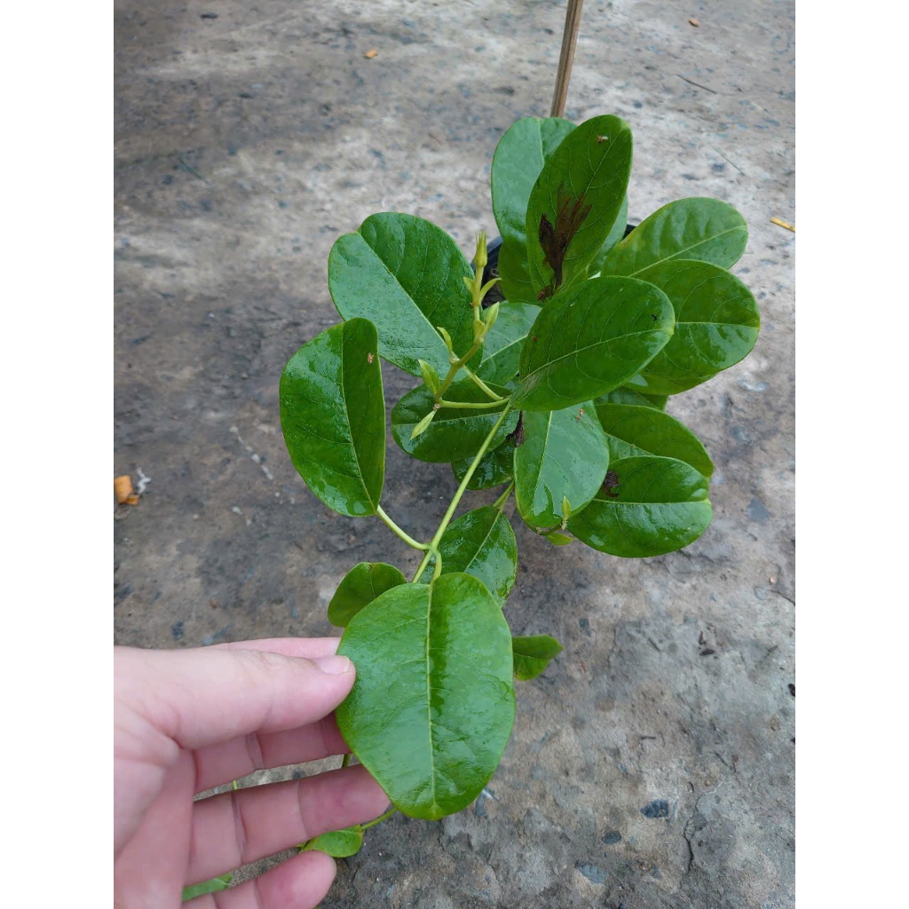 Cây Huỳnh Đệ (Thân leo) - Cây cảnh sân vườn