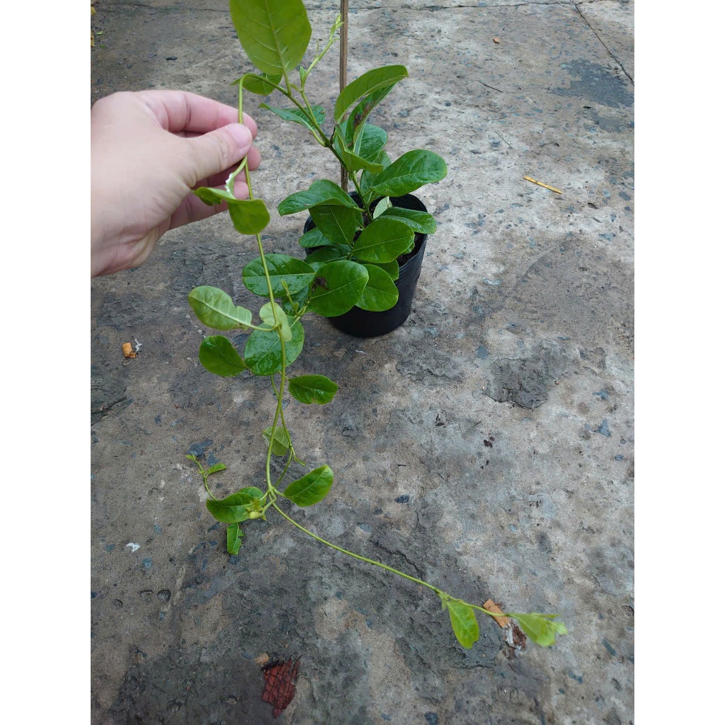 Cây Huỳnh Đệ (Thân leo) - Cây cảnh sân vườn