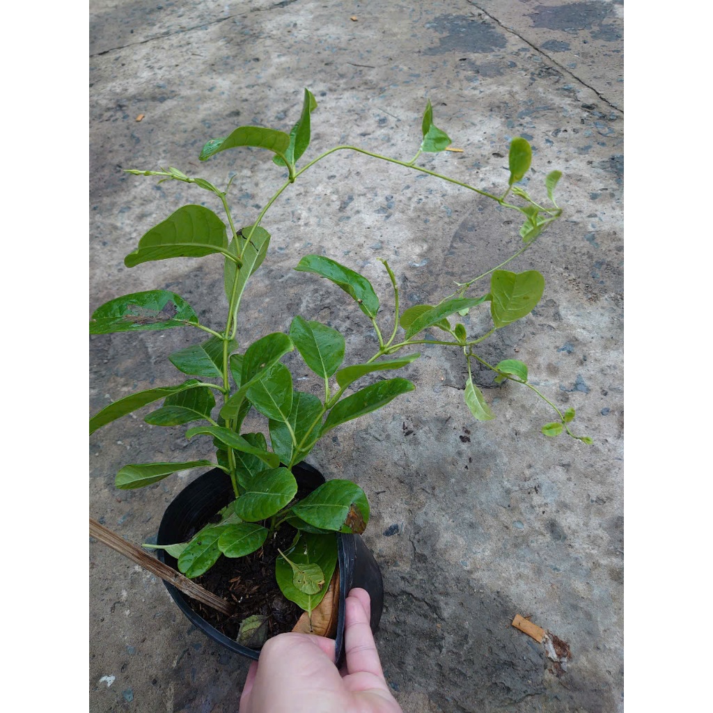 Cây Huỳnh Đệ (Thân leo) - Cây cảnh sân vườn
