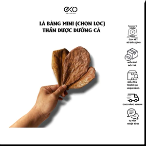 5 Lá Bàng Khô Mini | Hỗ Trợ Cá Khỏe, Nước Đẹp, Tạo Tannin, Hạ PH, hệ Blackwater, Biotope